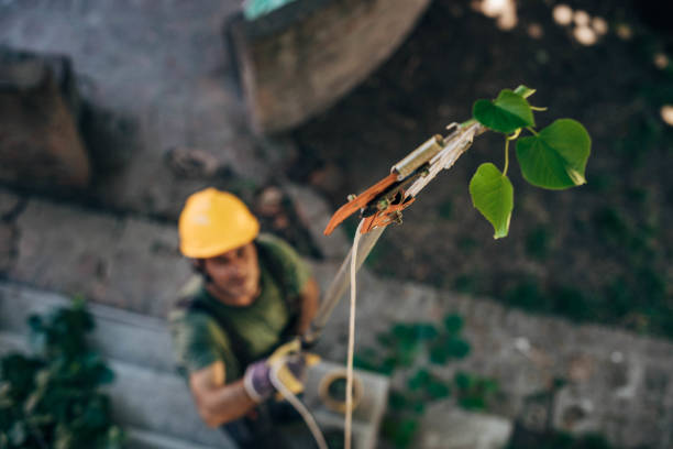 How Our Tree Care Process Works  in  Parlier, CA